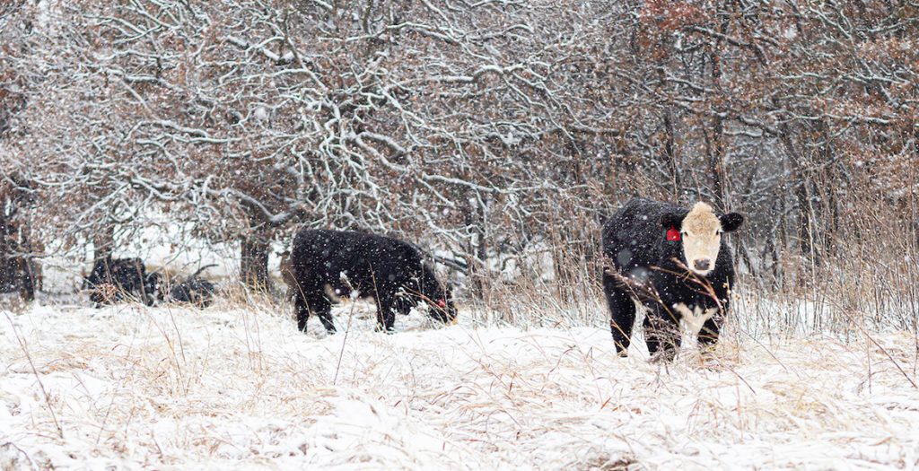 Cattle in snow conditions
