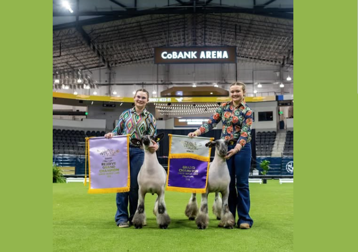 Grand Champion Market Lamb Denver 2026