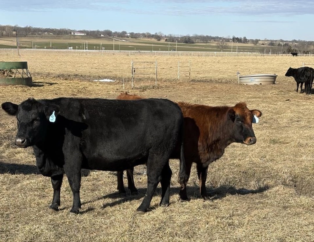 Beef Cows wintertime