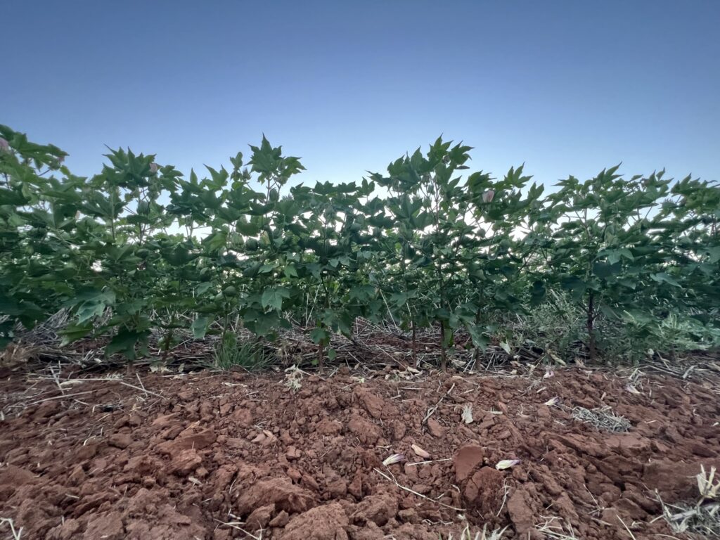 Oklahoma Cotton Outlook: Top Yielding Varieties, Dicamba Stewardship, and 2026 Strategies with OSU’s Jenny Dudak
