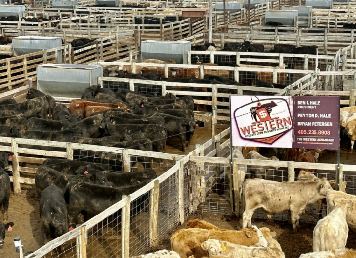 Ben Hale: Strong Demand and Tighter Inventory Are Fueling Cattle Markets