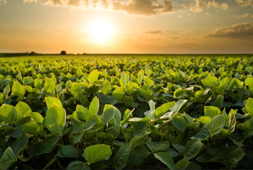 Todd Hubbs: Wheat Weather Concerns Grow as Corn Demand Surges