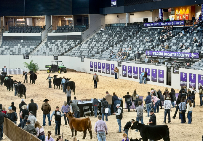 cattle in show ring