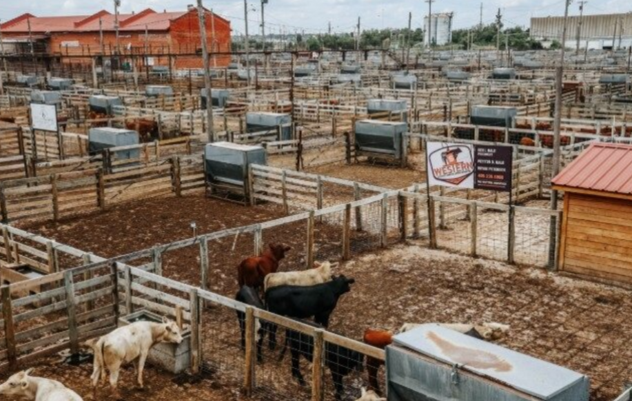 cattle at Oklahoma National Stockyards