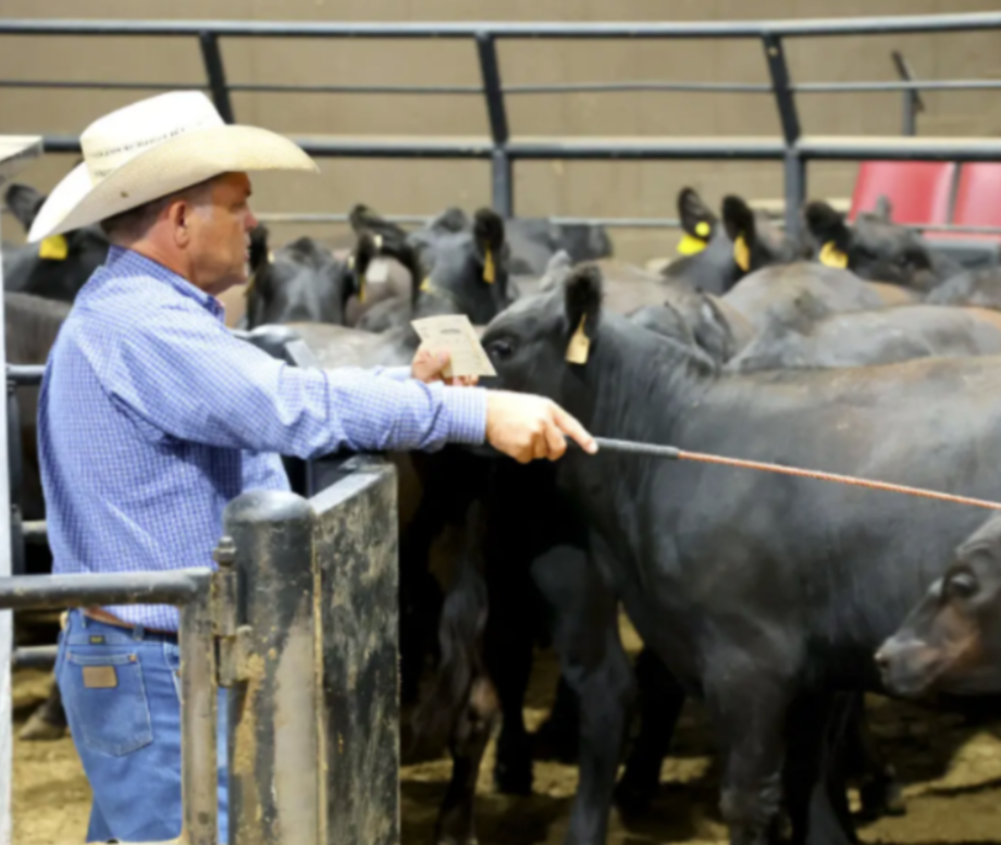 Ben Hale: Strong Receipts and Firm Fundamentals Highlight Oklahoma Cattle Trade