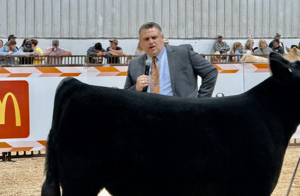 Blake Bloomberg judging Beef Heifer Show at 2026 OYE
