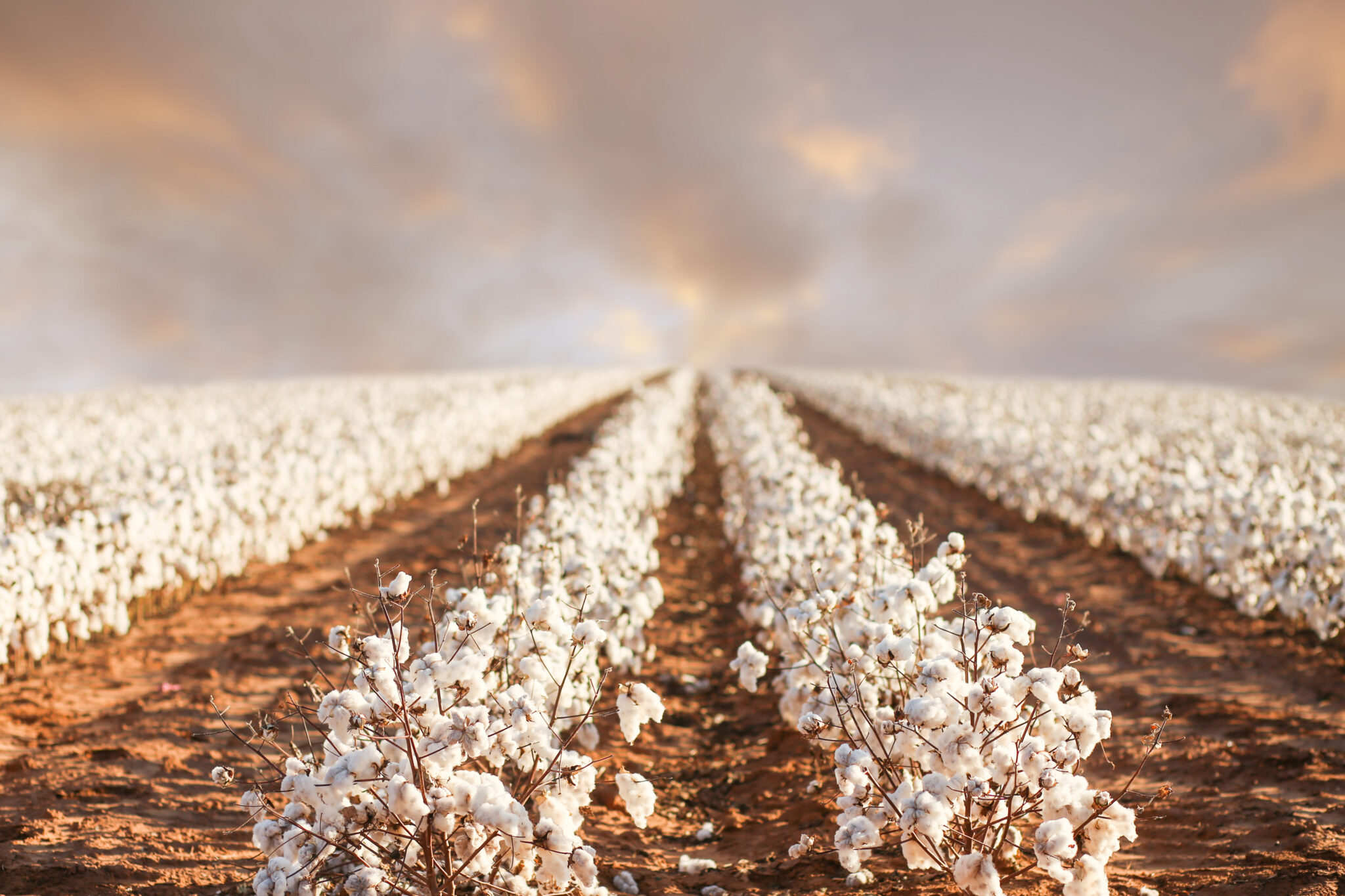 Report Address September Monthly Economic Letter from Cotton Incorporated - Oklahoma ...