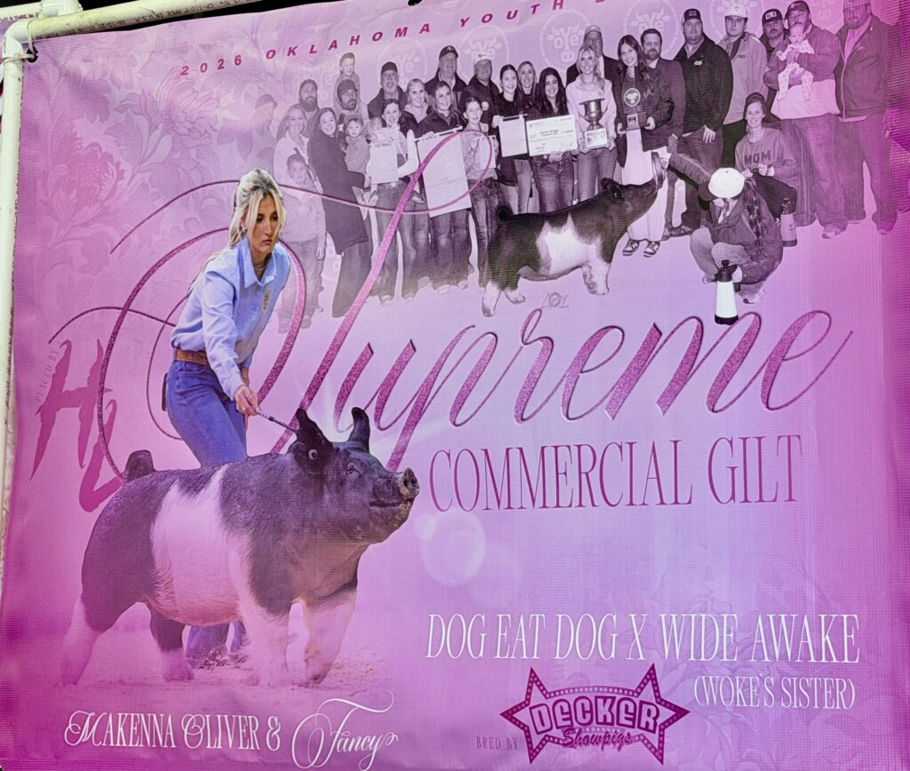 2026 Night of Stars Gilt Sale Smashes Previous Record- Hitting Two Million Dollars- $14,914 Average Per Gilt