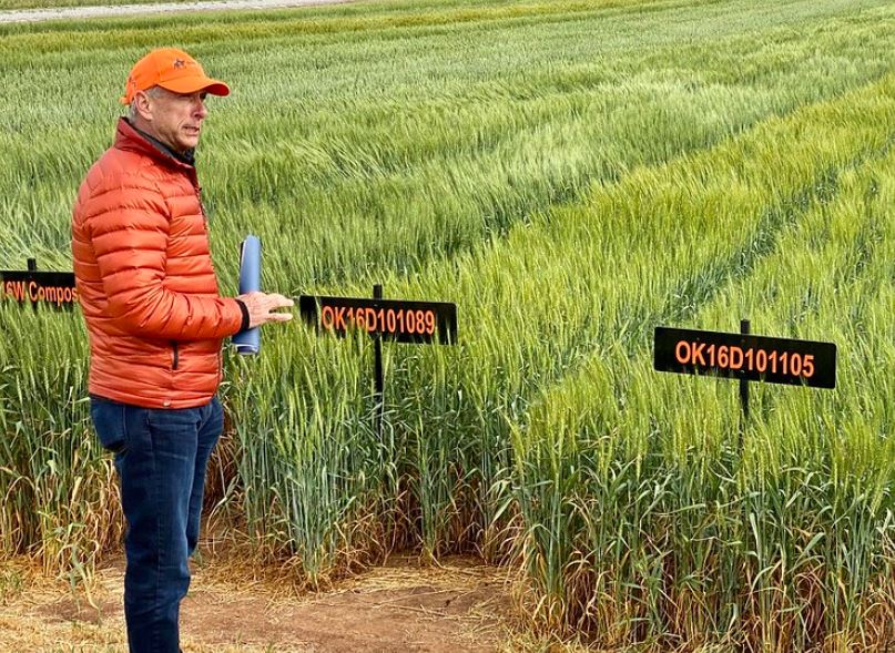 OSU Wheat Varieties Sweep Top 10 Spots in 2026 Oklahoma Variety Report