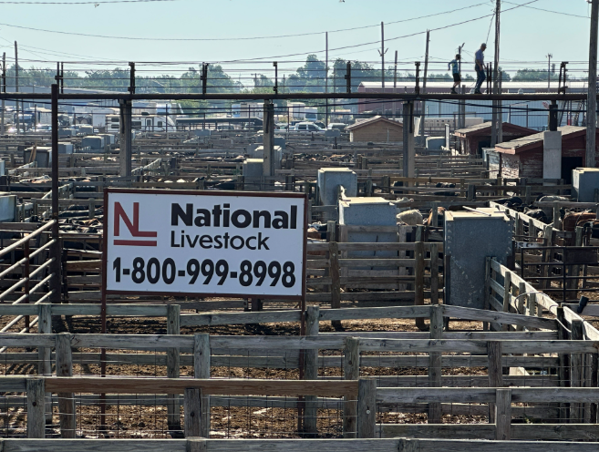 Scott McCornack: High Cattle Prices Creating Big Opportunities—and Big Risks