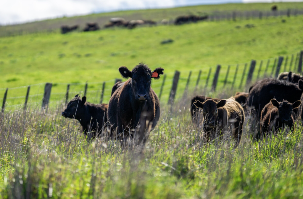 Asian Longhorned Tick Threat in Oklahoma: Dr. Rosslyn Biggs Warns Cattle Producers of Theileria Risk