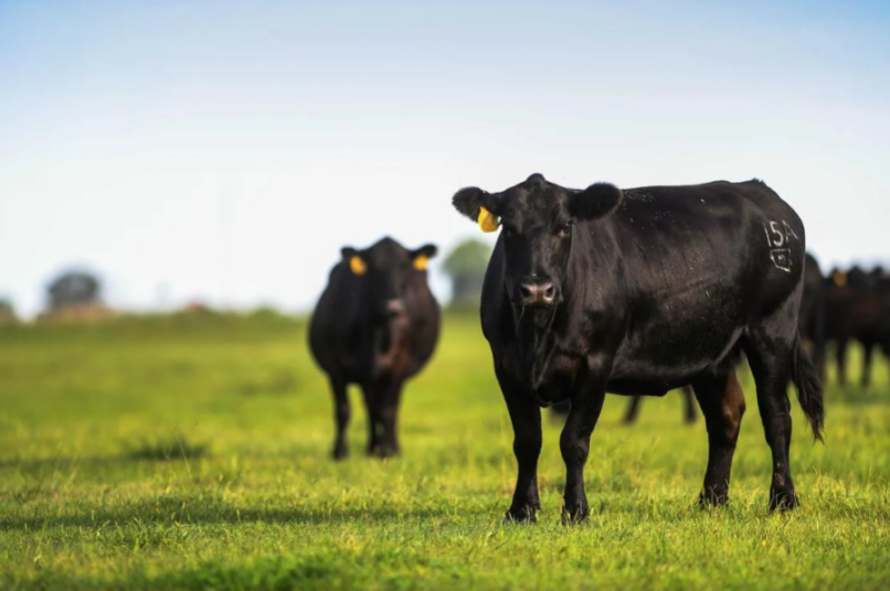 Mark McCulley: Angus Link Program Adds Value and Confidence in High-Priced Cattle Market