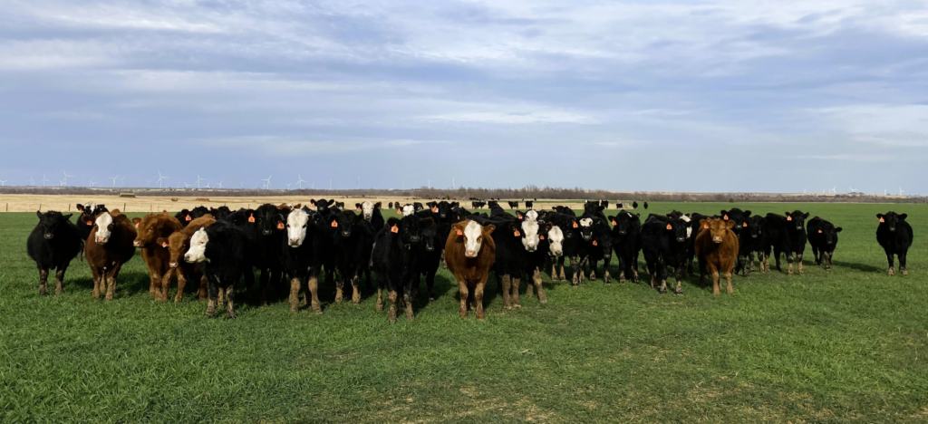 Oklahoma Wheat Facing Steep Challenges as Moisture is Just Crucial