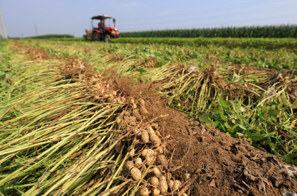 Spring Planting Season: Strategic Planning Key to Overcoming Volatile Weather for Peanut Success