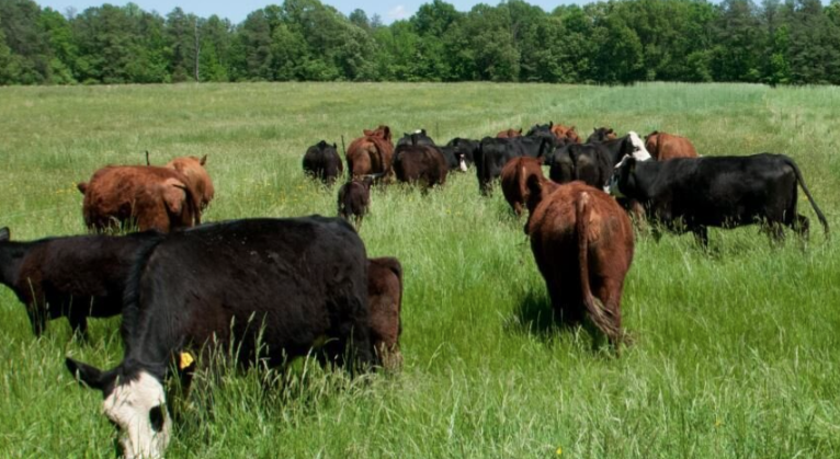 Oklahoma Grazing School Aims to Improve Forage Management and Ranch Sustainability