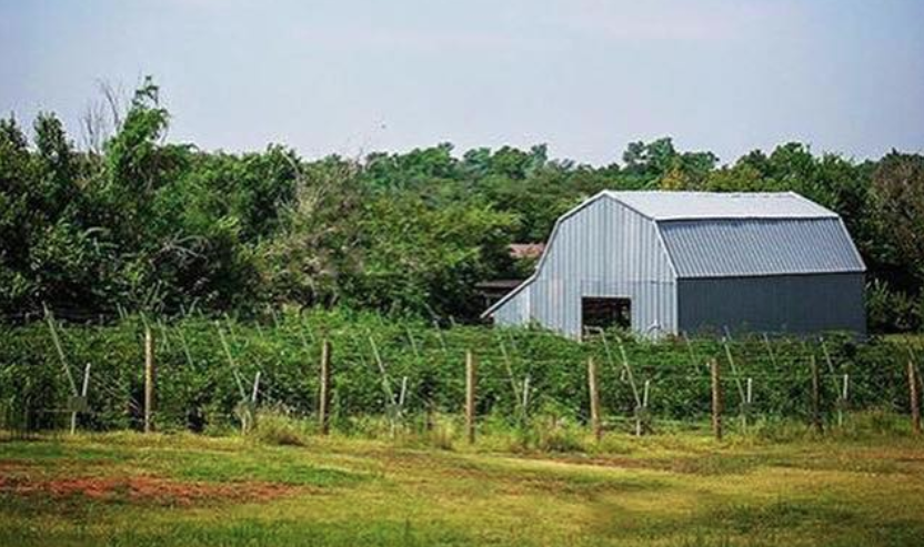 Agape House Berry Farm Offers Family-Friendly You-Pick Experience in Oklahoma