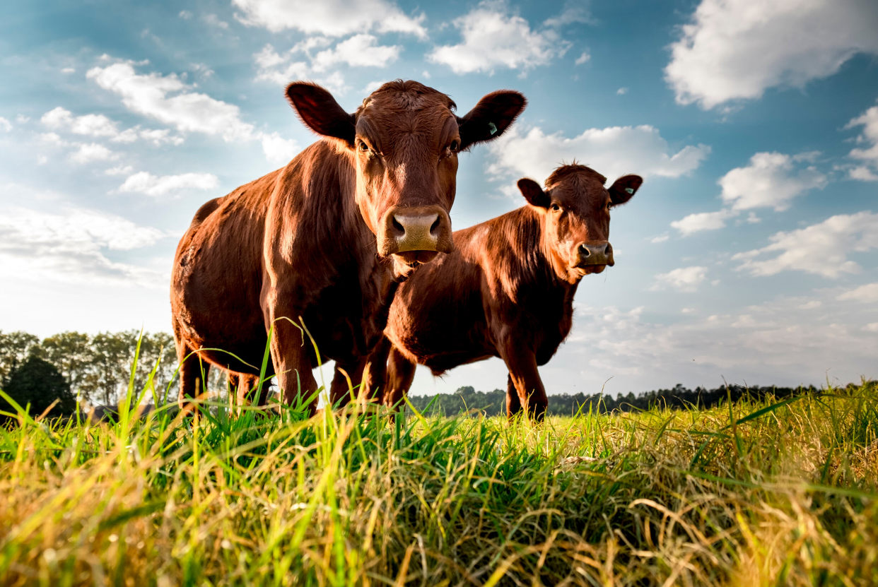 Cow Size Cow Calf Corner Paul Beck: How Fast is Mature Cow Size Increasing ...