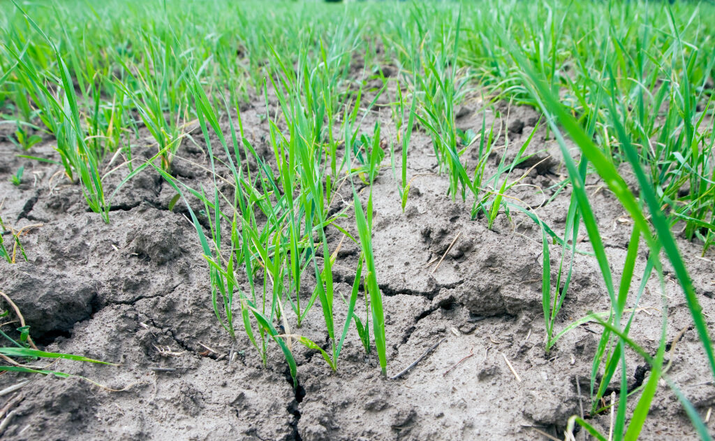 US Drought Conditions Intensify Across Key Agricultural Regions Ahead of Spring Planting