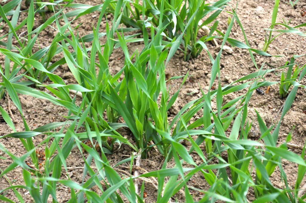 Oklahoma Wheat Crop Faces "Make-or-Break" Week Amid Record Heat and Deepening Drought