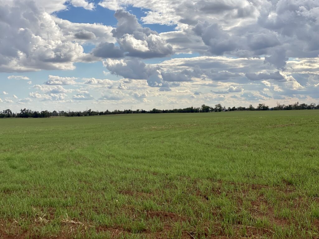 April WASDE Analysis: Rich Nelson Navigates Rising Stocks and Shifting Global Demand for 2026