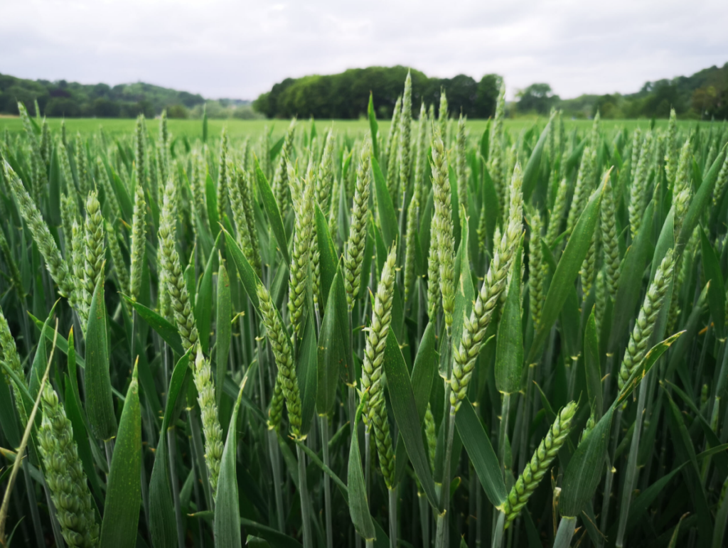 Oklahoma Wheat Conditions Struggle While Regional Planting Progresses