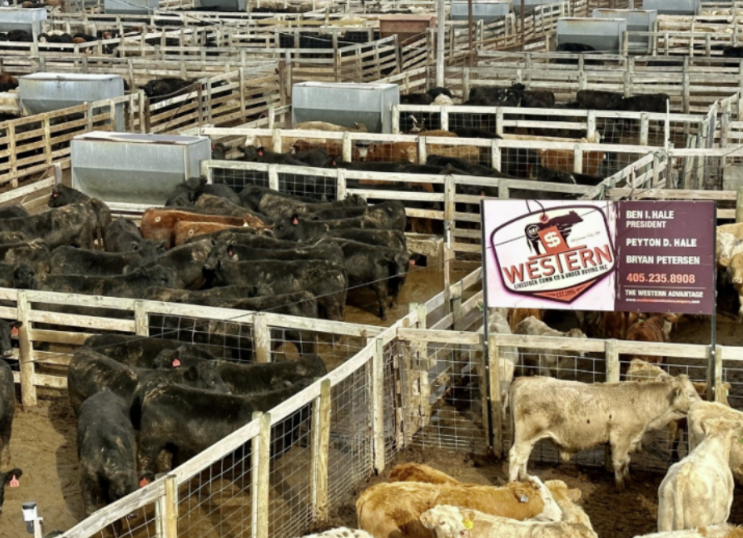 Ben Hale: Rain Revives Grass, Spirits and Cattle Markets Across Oklahoma