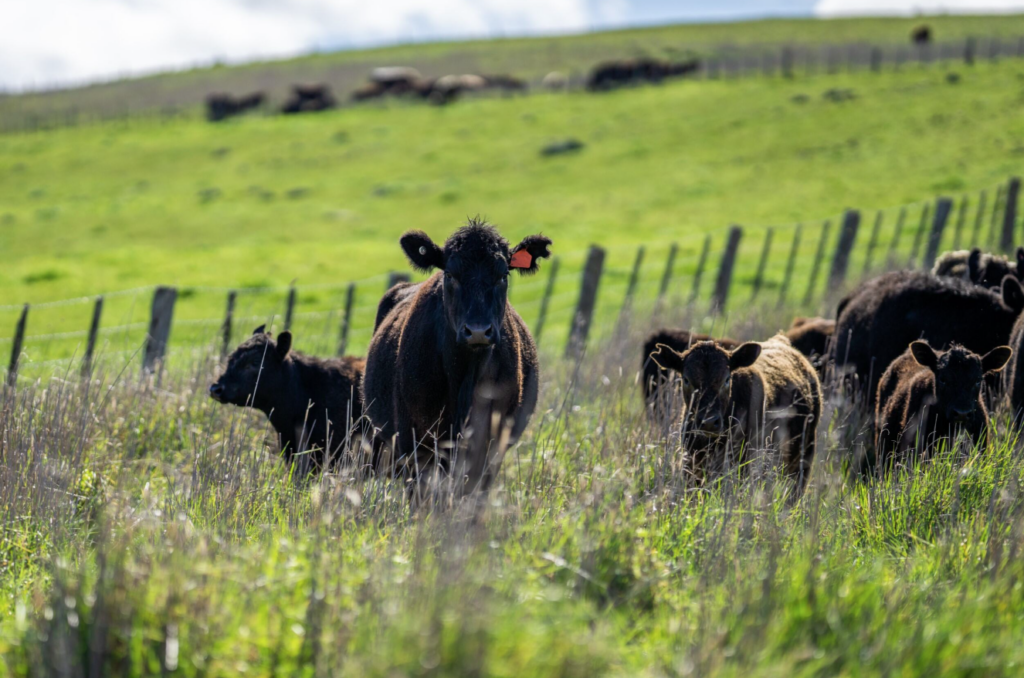 Dr. Bob Weaver: Heterosis Can be Worth $460 Per Cow- Per Year in Added Productivity