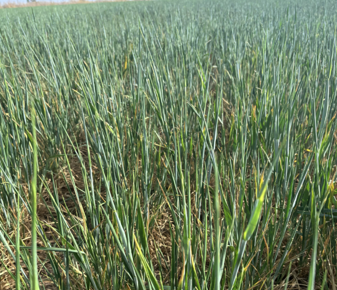 Oklahoma Wheat Crop Faces Worst Conditions in 20 Years, Says Mike Schulte