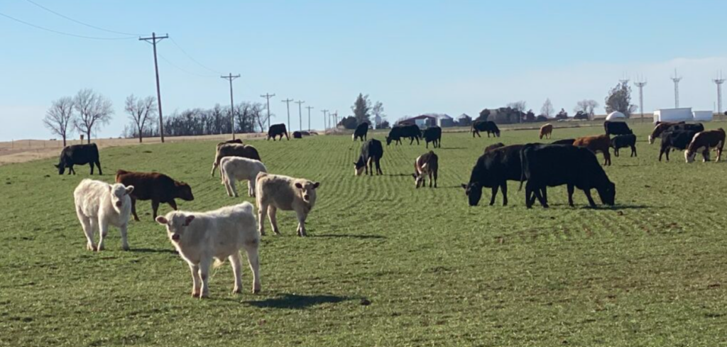 Beef Supply Boost: USDA and Interior Department Join Forces to Expand Federal Grazing Access