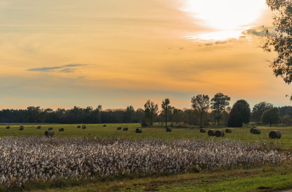 Wheat Conditions Rank Mostly Poor In This Weeks Crop Progress