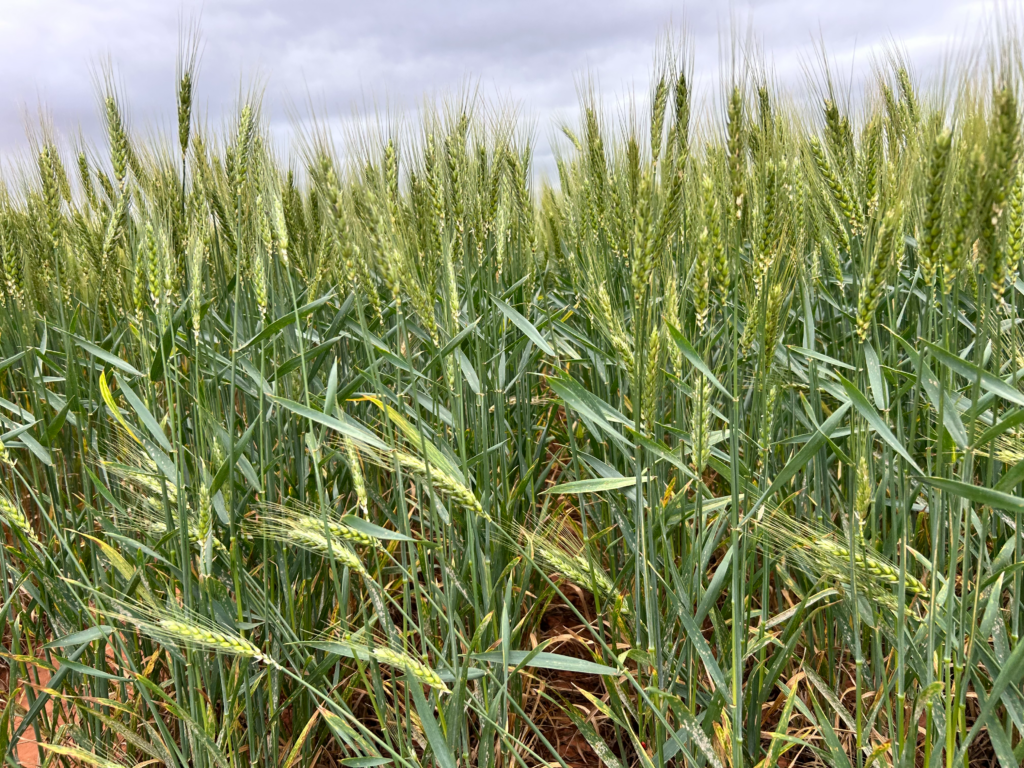 Winter Wheat Headed Advances to 43%, Condition Ratings Remain Weak In This Weeks Crop Progress