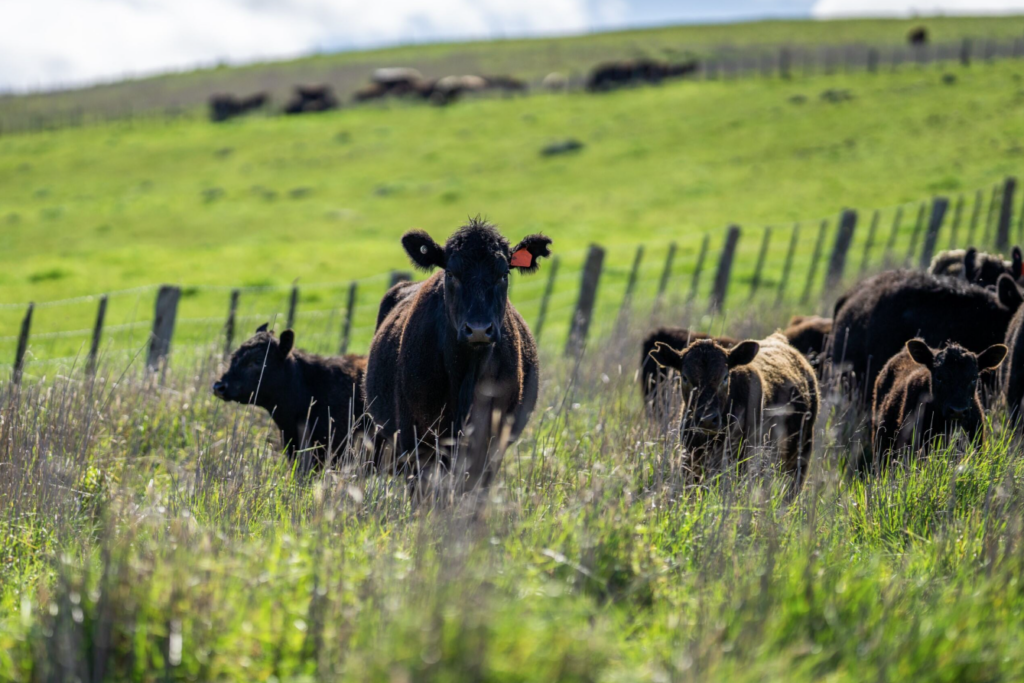 Oklahoma Cattle Industry Priorities Face Time Crunch as Legislative Session Nears End