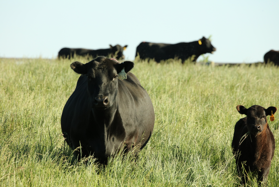 OSU Cow-Calf Boot Camp in Ada to Cover Cattle Health, Grazing, and Management