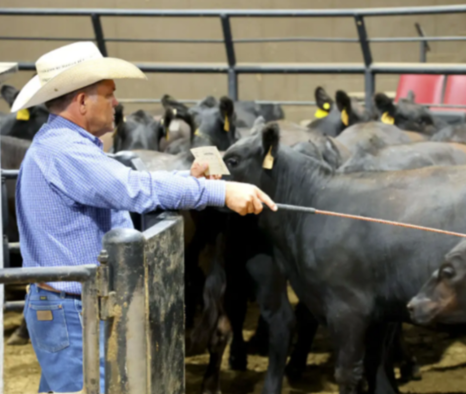 Ben Hale Says Oklahoma Cattle Market Stays Strong as Rain Tightens Supply at Oklahoma National Stockyards