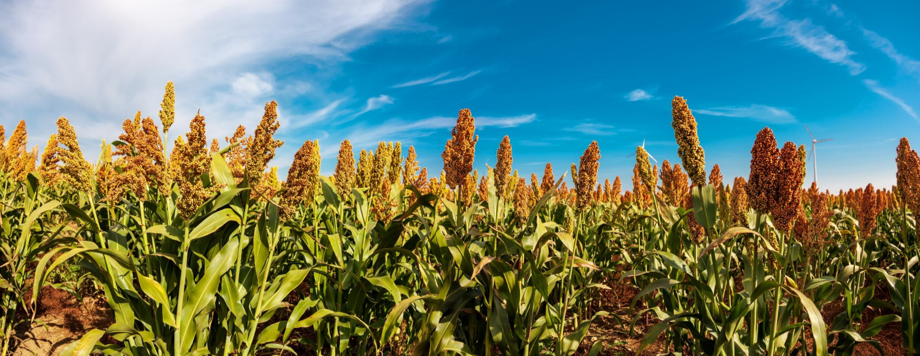 Growers invited to enter 2026 NSP Yield Contest - Oklahoma Farm Report