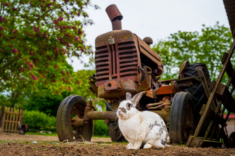 The Resilient Spirit: Why Easter Holds Profound Meaning for Farmers and Ag Producers
