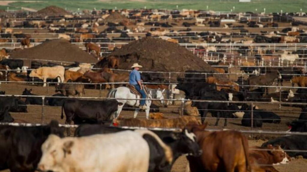 USDA Cattle on Feed Report Shows Unexpected 2% Rise in Inventory, First Increase in 18 Months