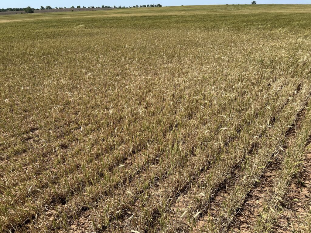 2026 Kansas Wheat Crop Tour- Barton County
