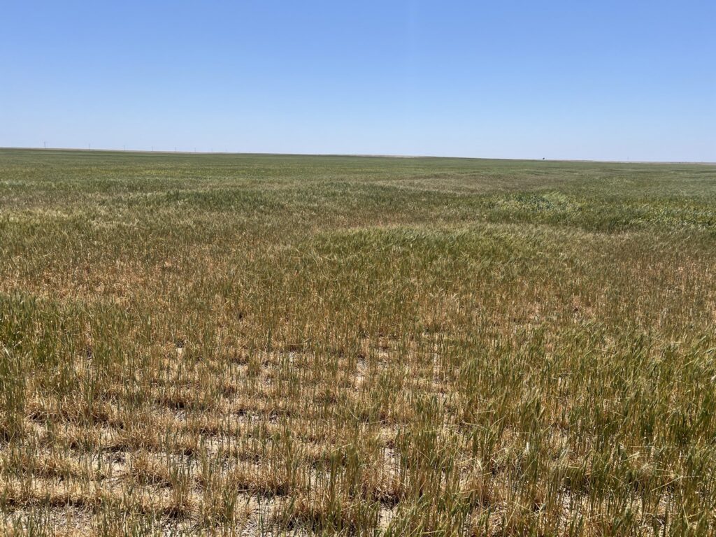 Kansas Wheat Crop Tour Day 2: "Brutal" Conditions and Stunted Yields Point to Short Crop