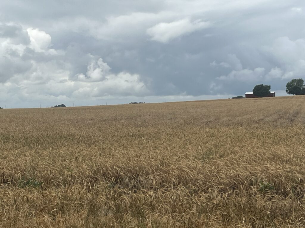 Kansas Wheat Quality Tour Finds Low Yields; Biofuel Demand Spurred by Geopolitical Tension