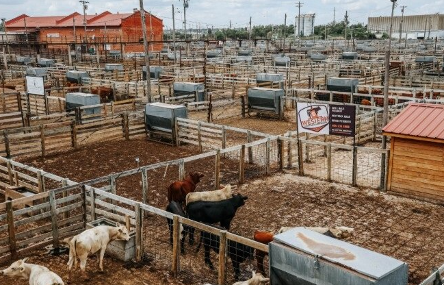 Ben Hale: Oklahoma Cattle Trade Turns Volatile as Cash Prices Push Higher