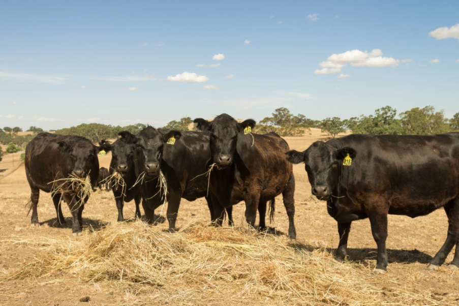 R-CALF USA Statement on Suspension of Tariff Rate Quotas for Beef