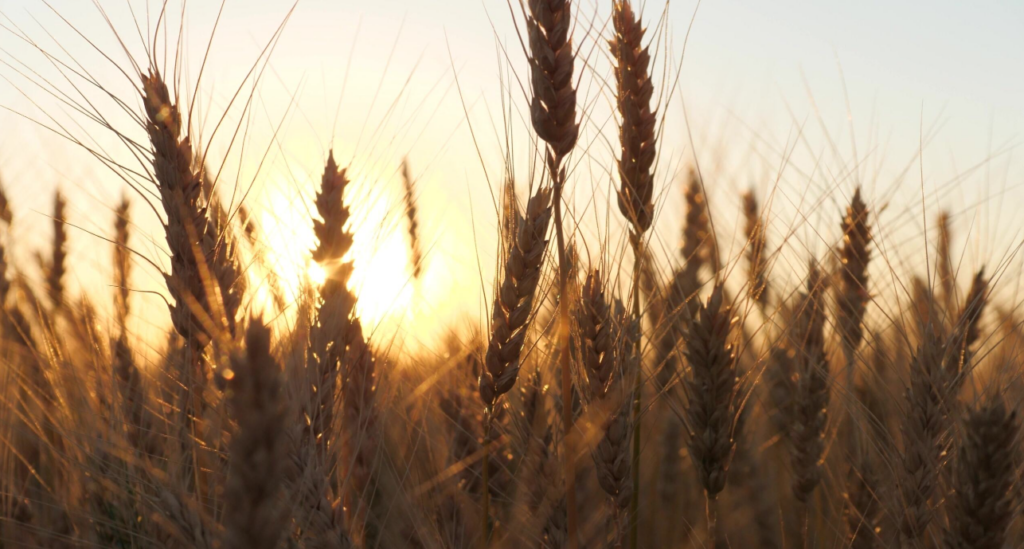 U.S. Wheat Associates Welcomes USDA Announcement of Award for Food for ...