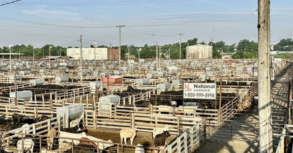 National's Scott McCornack-Strong Calf Market Continues as Wheat Pasture Cattle Move to Town