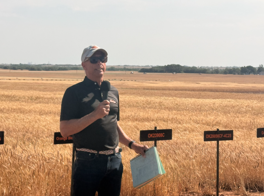 Oklahoma Wheat Varieties and Disease Resistance Take Center Stage at Lahoma Wheat Field Day