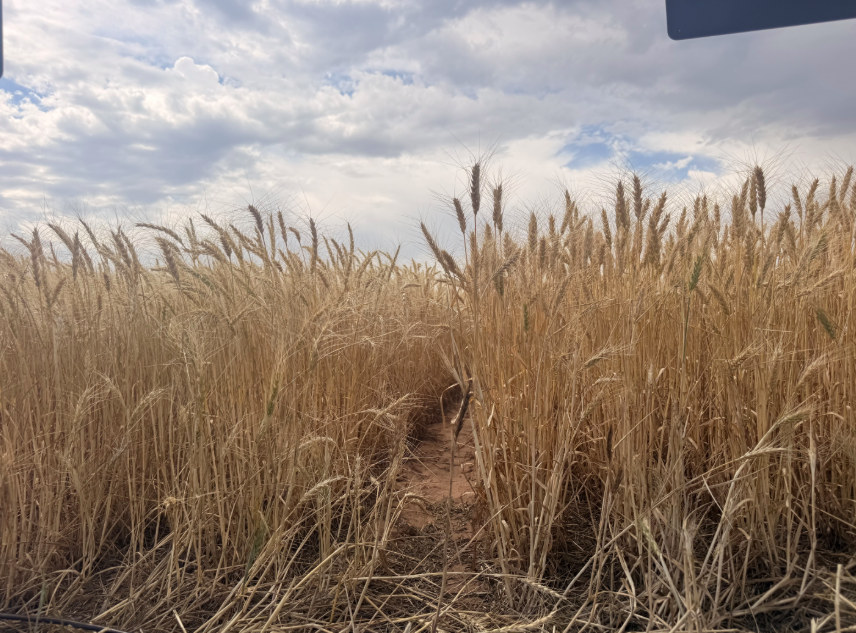 Crop Progress: Oklahoma Winter Wheat Reaches 94% Headed