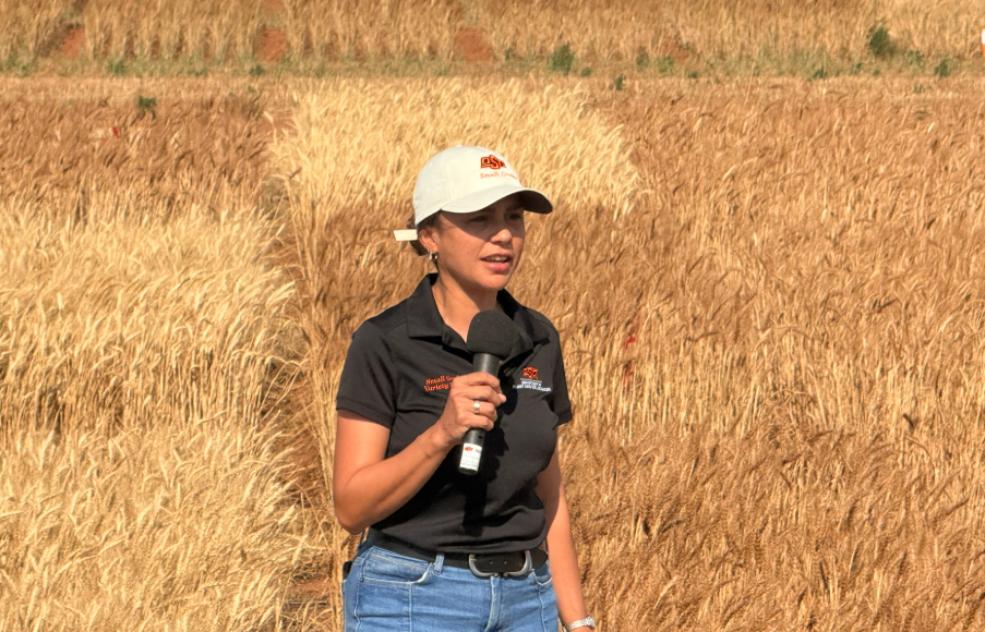 Dr. Amanda Silva: Wheat Harvest Underway Across Oklahoma as Research Highlights Management Insights