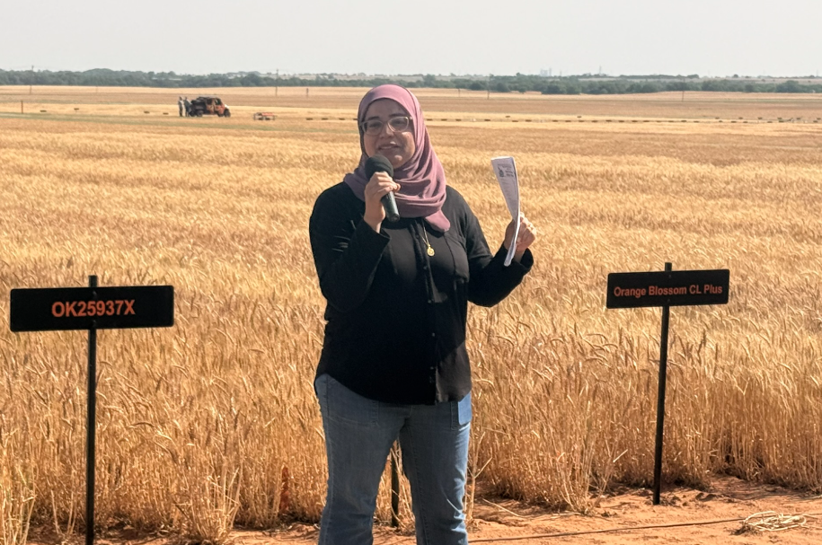 Wheat Disease Pressure in Oklahoma: OSU Expert Warns of Rising Wheat Streak Mosaic Concerns