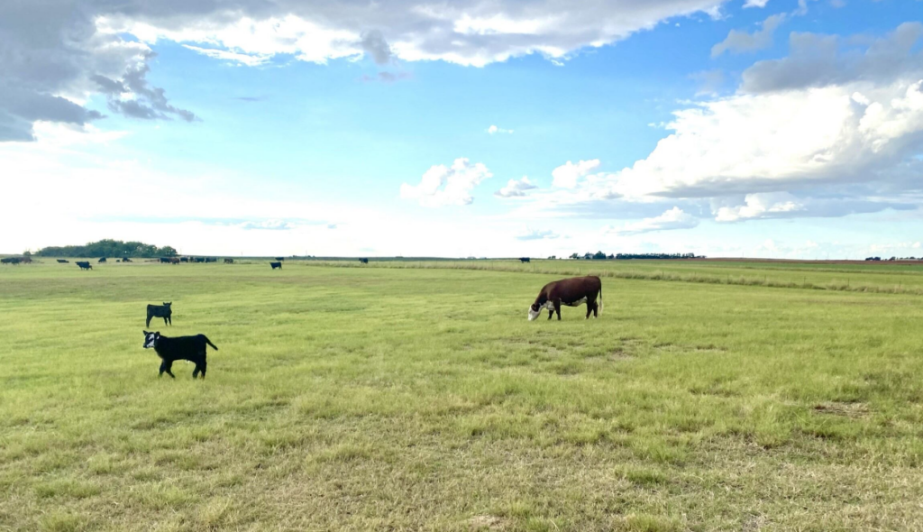 Dr. Dave Lalman on Selecting Efficient Heifers for Forage-Based Herds