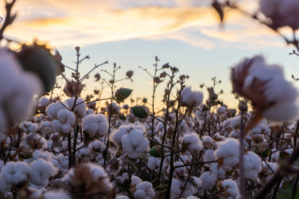 US Cotton Sustainability Study Shows Net Negative Carbon Footprint in New Life Cycle Assessment